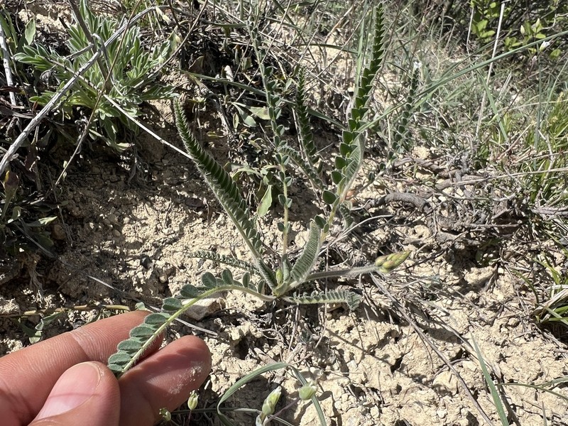 Astragalus anthylloides