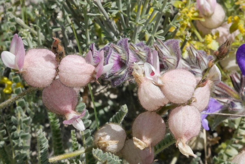 Astragalus anthylloides photo 2