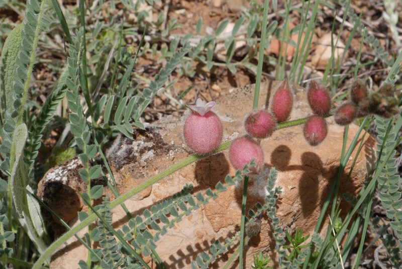 Astragalus anthylloides photo 3