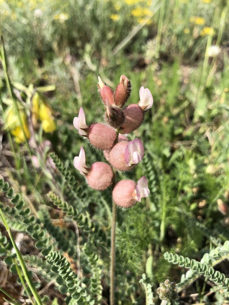 Astragalus anthylloides photo 4