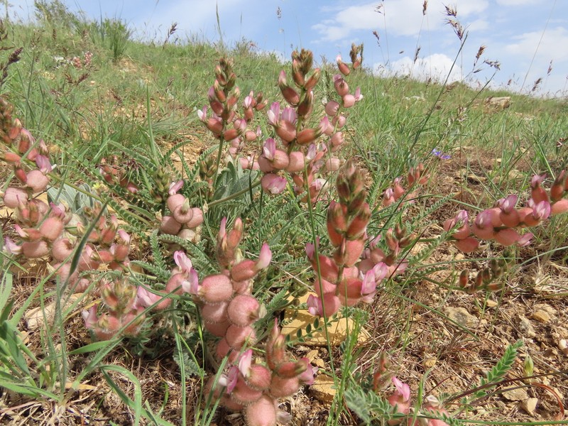 Astragalus anthylloides photo 5