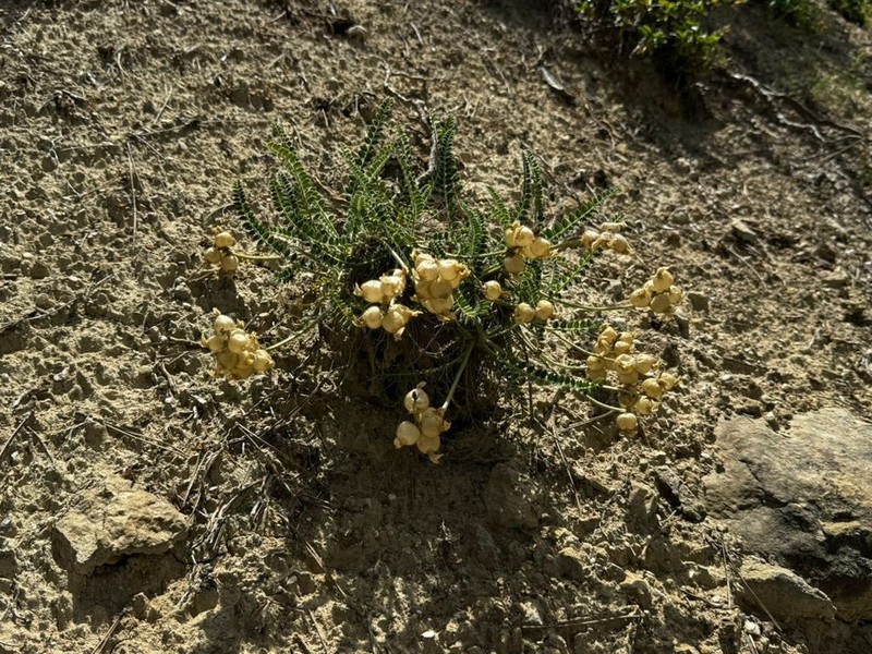 Astragalus anthylloides photo 6