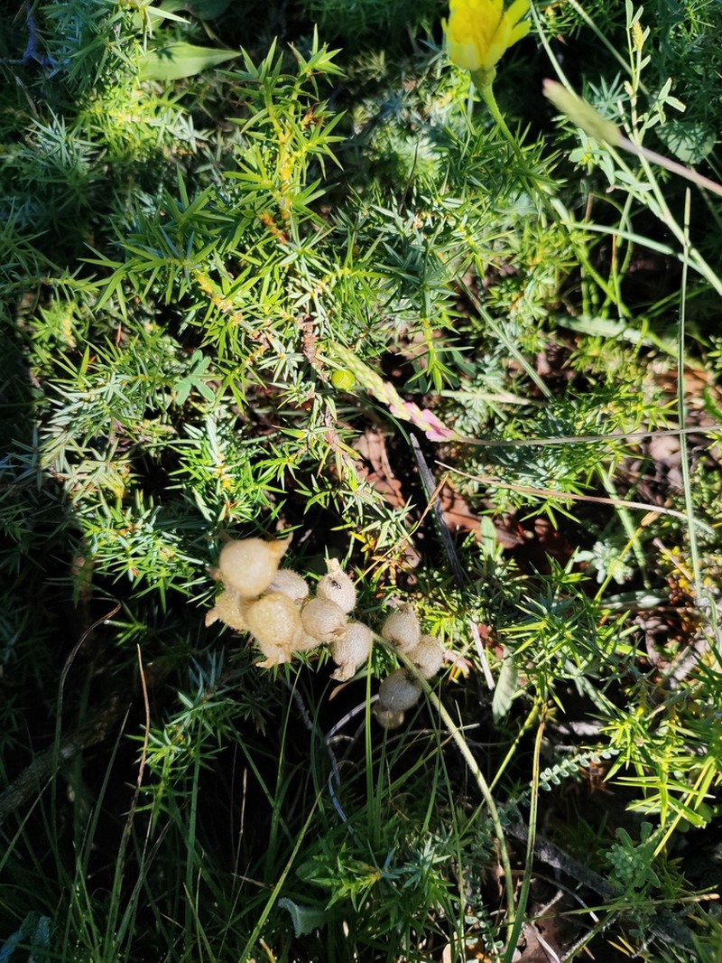 Astragalus anthylloides photo 7