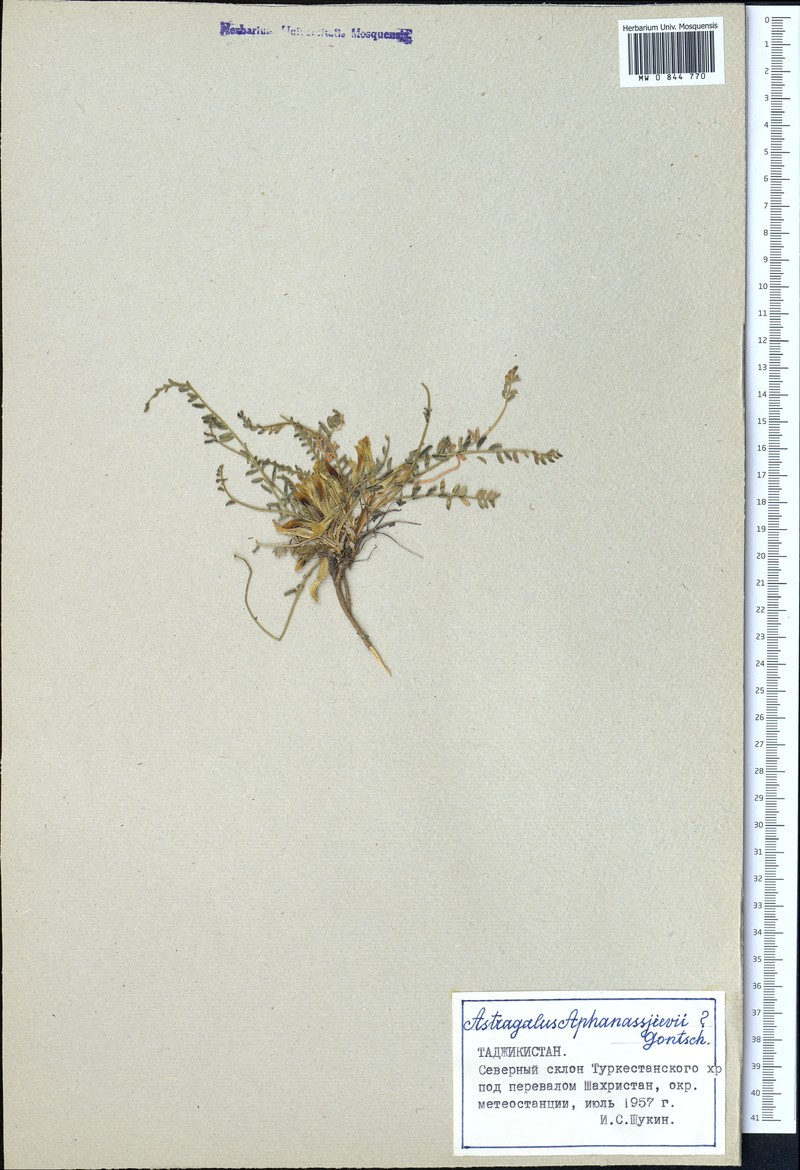Astragalus aphanassjievii