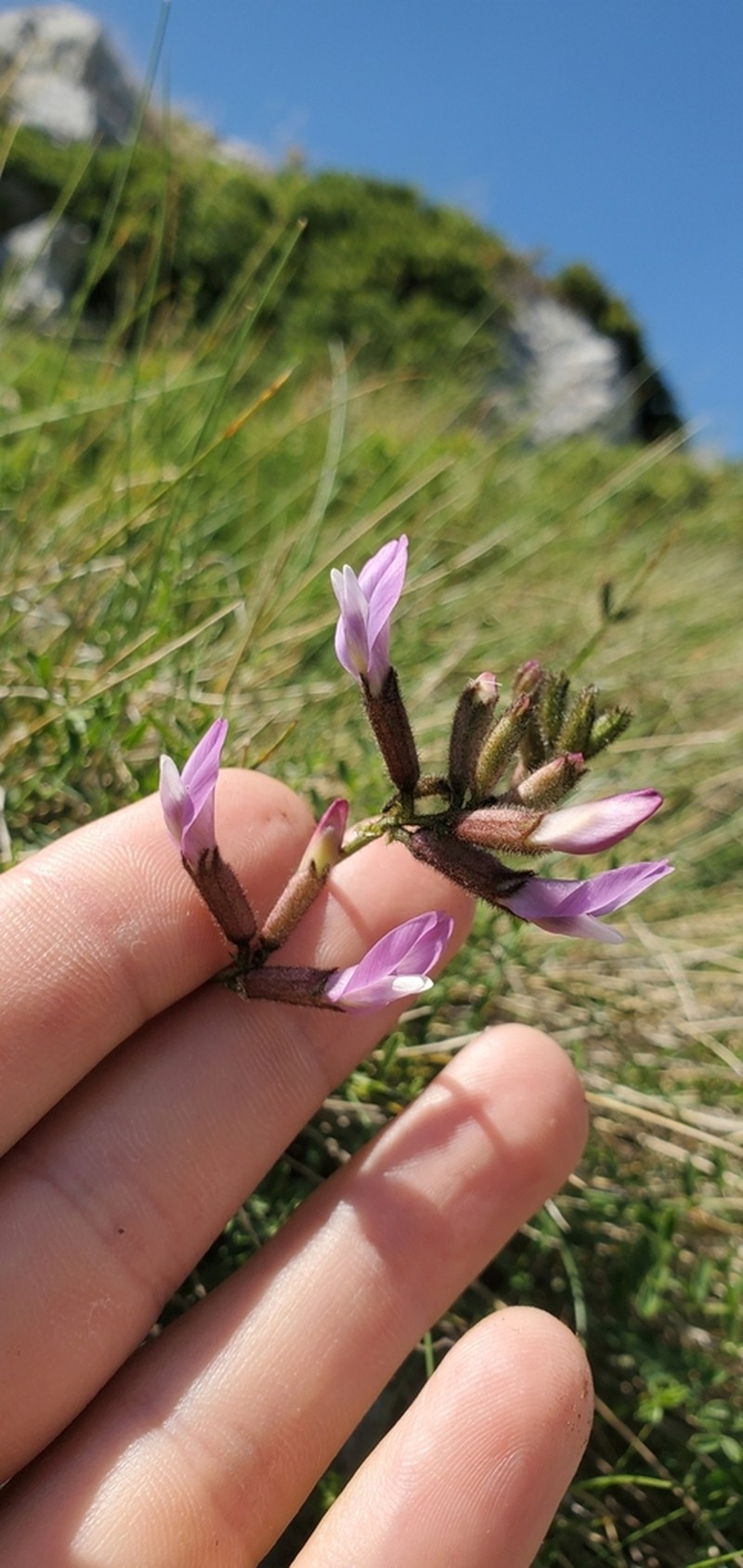 Astragalus apollineus