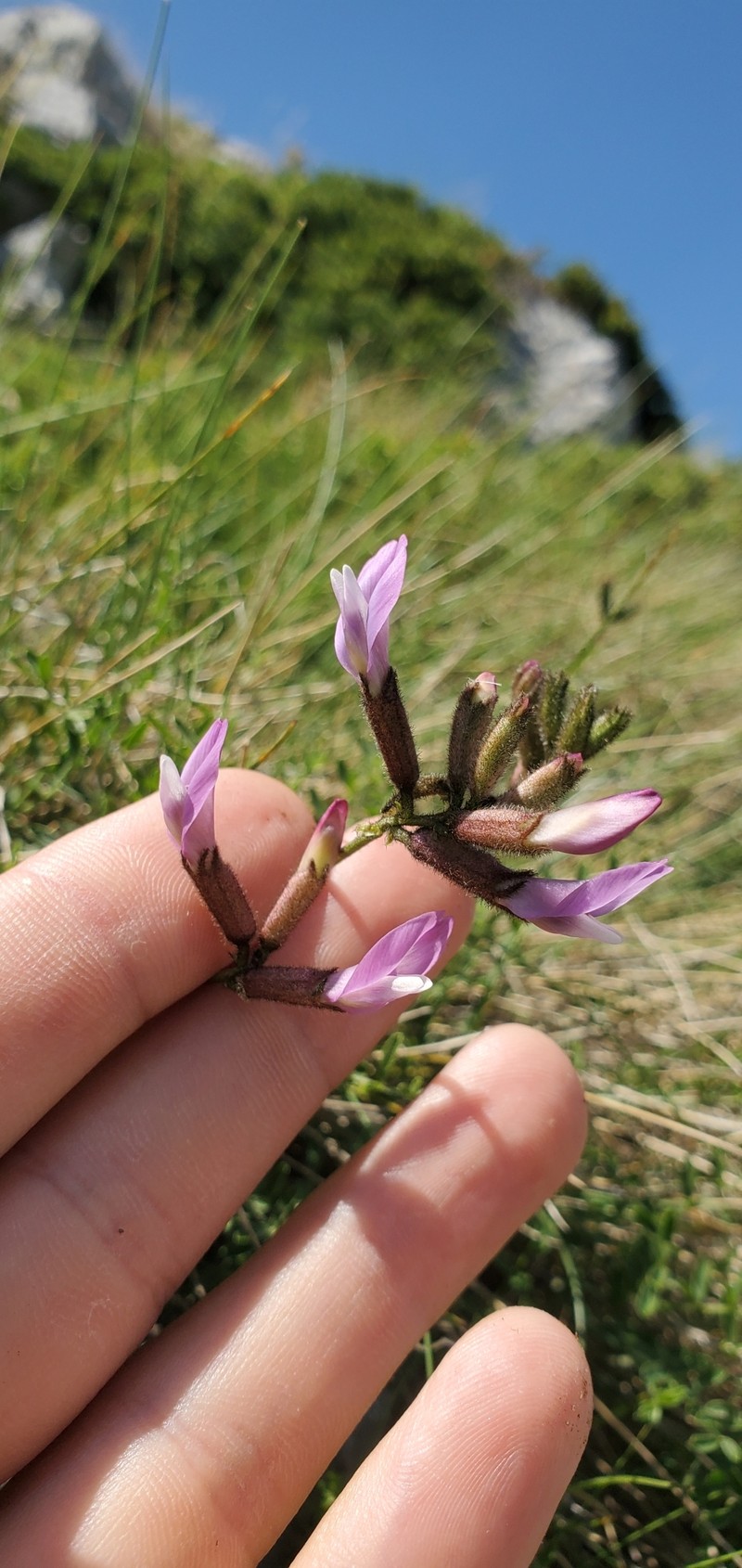 Astragalus apollineus photo 2