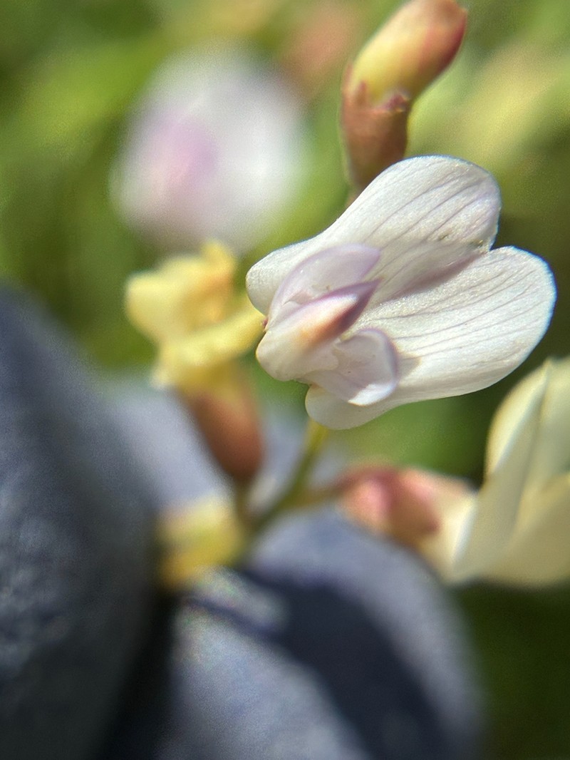 Applegate's Milkvetch photo 3
