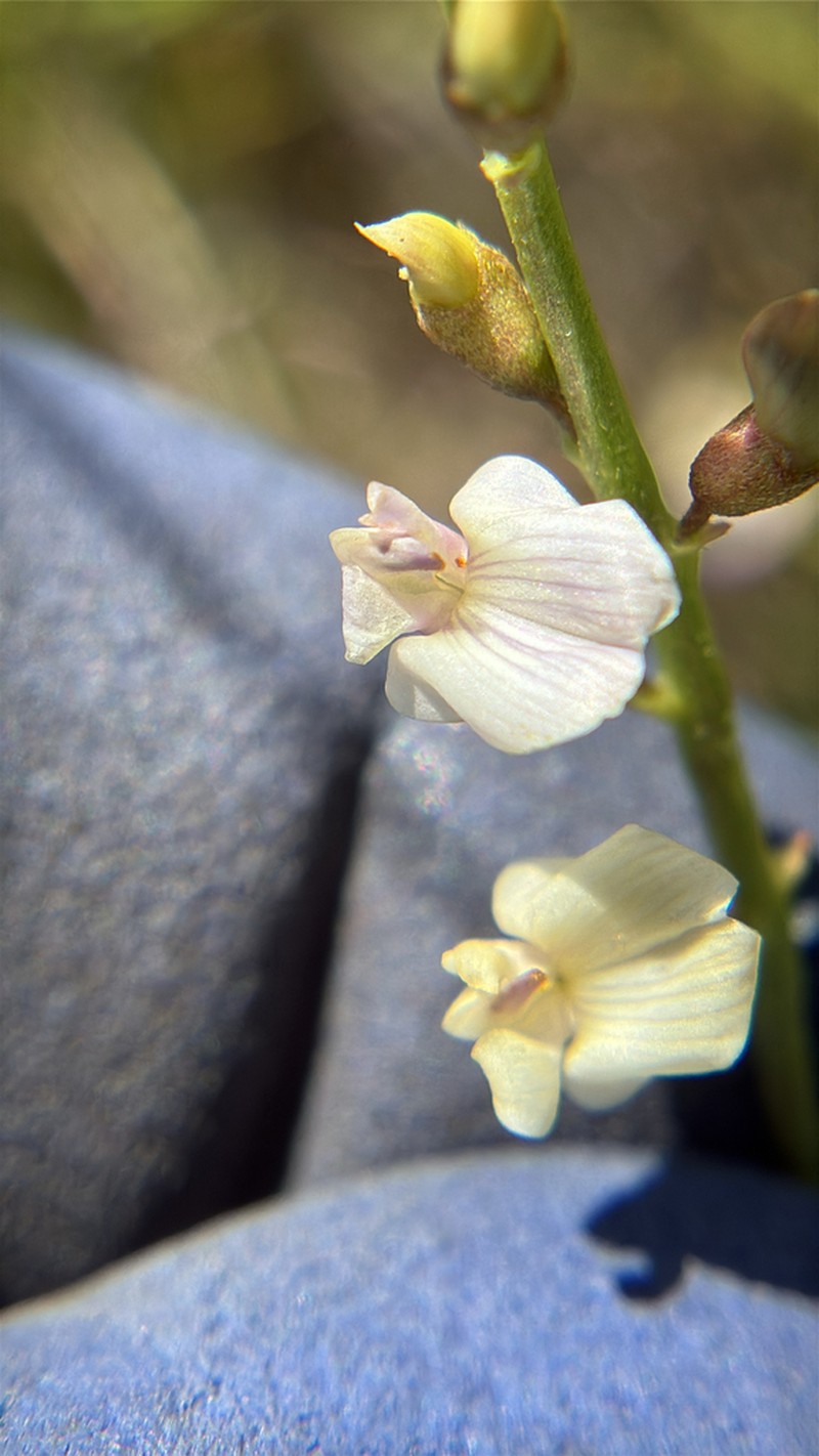 Applegate's Milkvetch photo 4