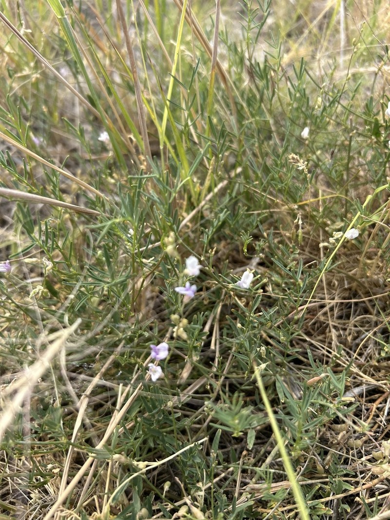 Applegate's Milkvetch photo 5