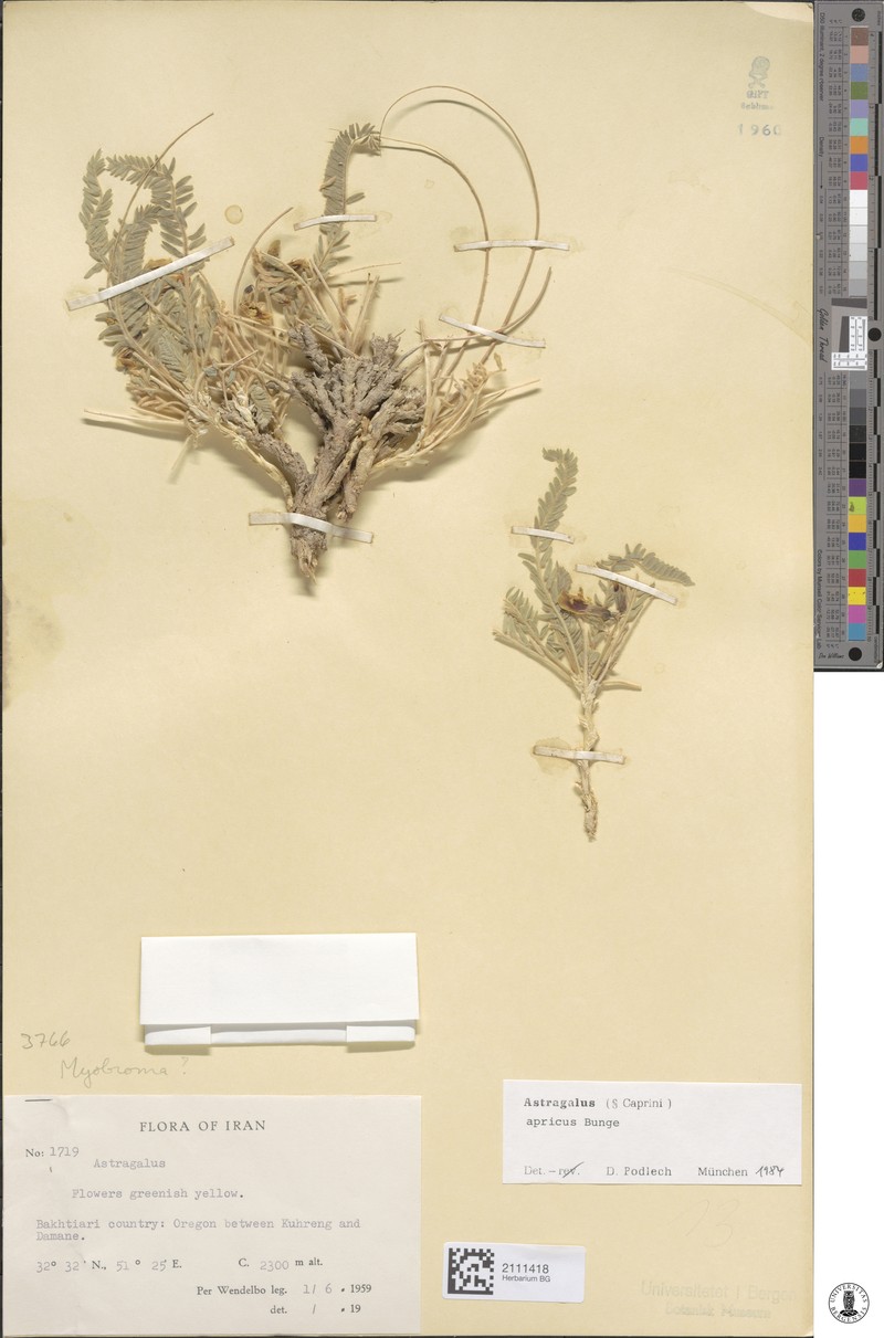 Astragalus apricus
