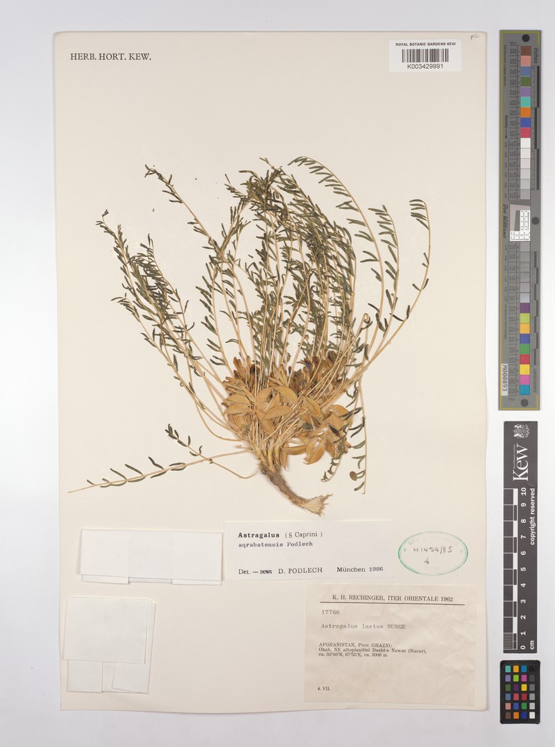 Astragalus aqrabatensis