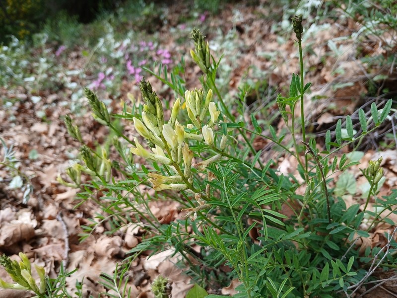 Astragalus aquilanus
