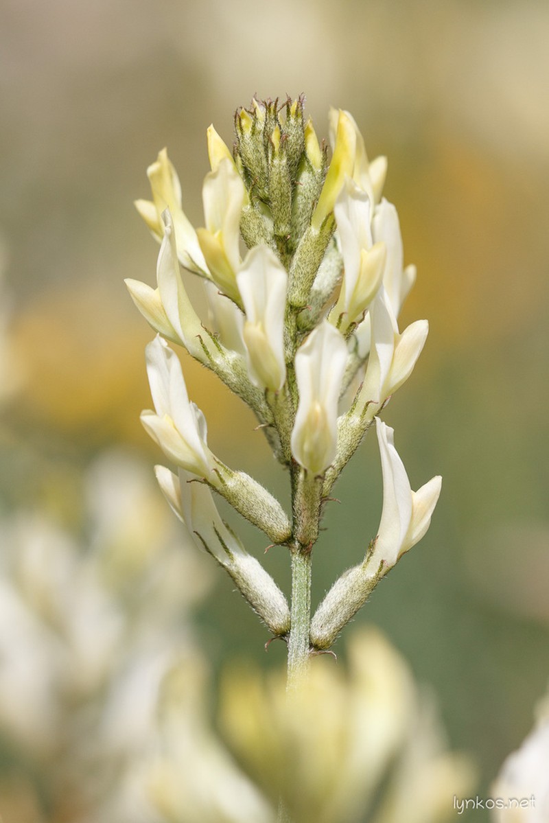 Astragalus aquilanus photo 2