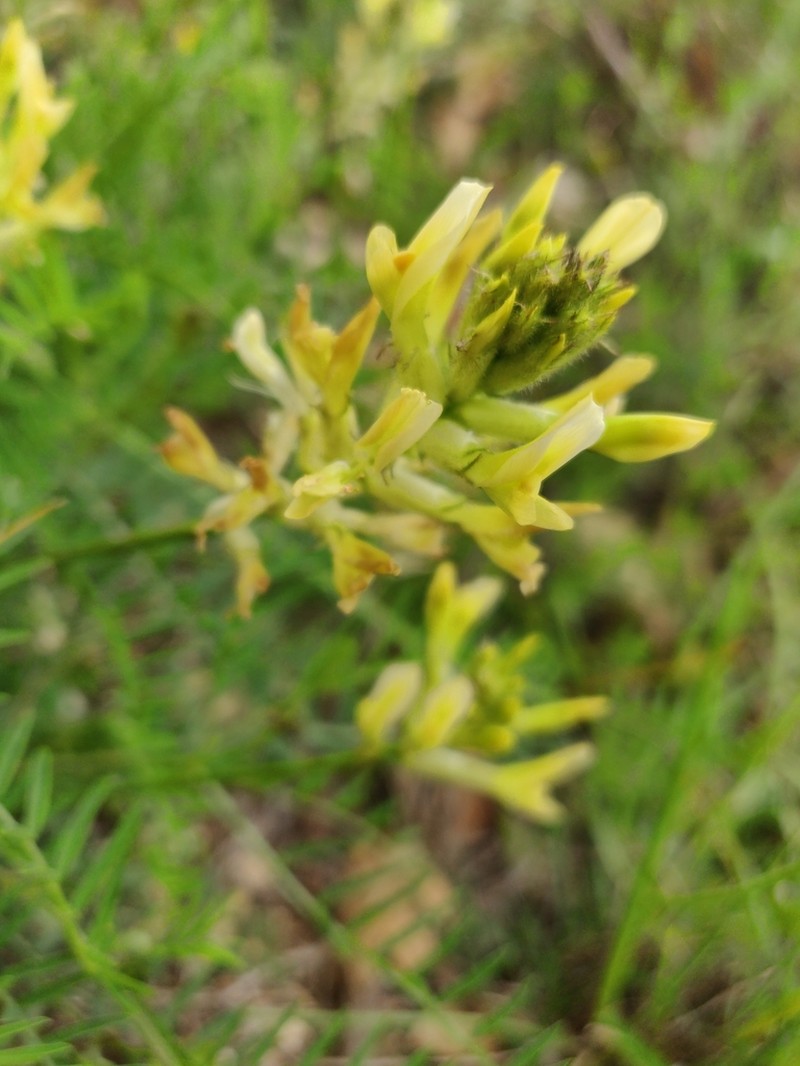Astragalus aquilanus photo 3