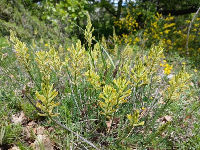 Astragalus aquilanus photo 4