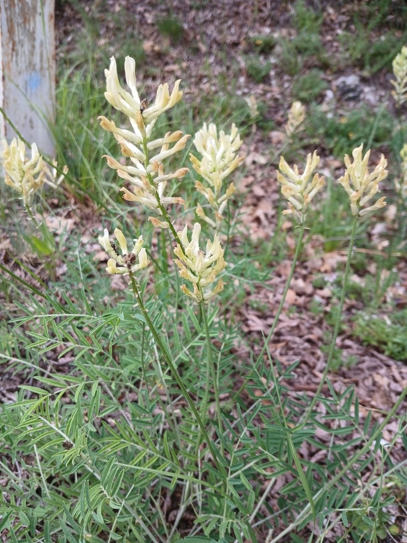 Astragalus aquilanus photo 5