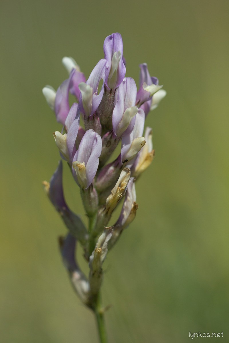 Astragalus aquilanus photo 6