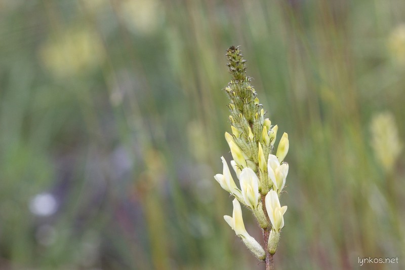 Astragalus aquilanus photo 7