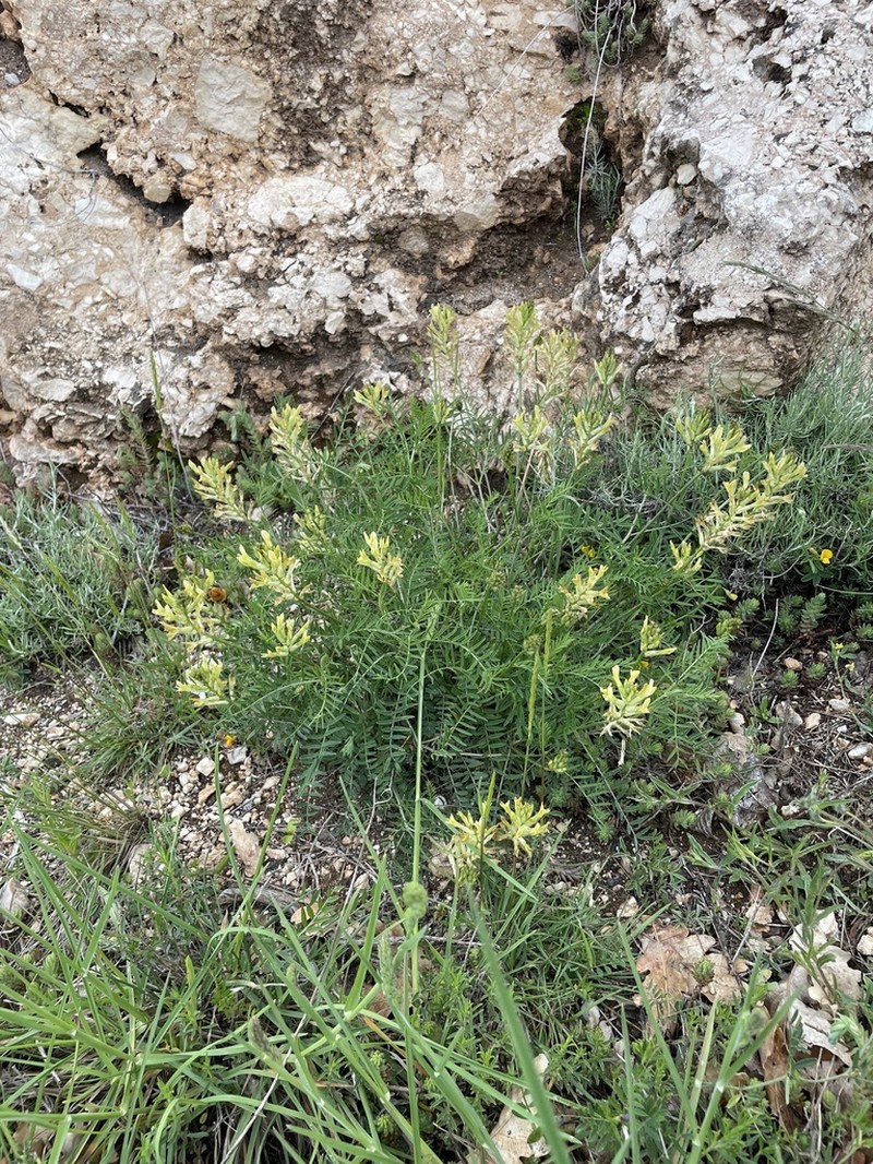 Astragalus aquilanus photo 8