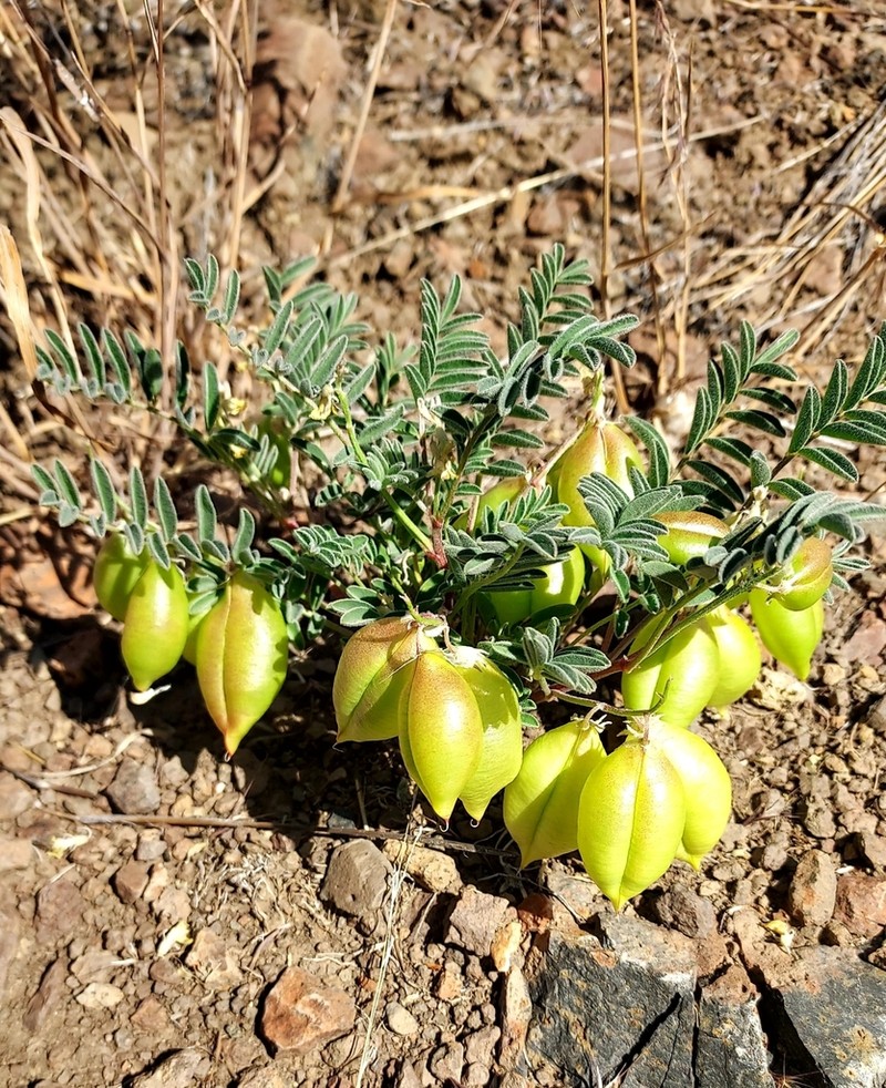 Lemhi Milkvetch photo 2