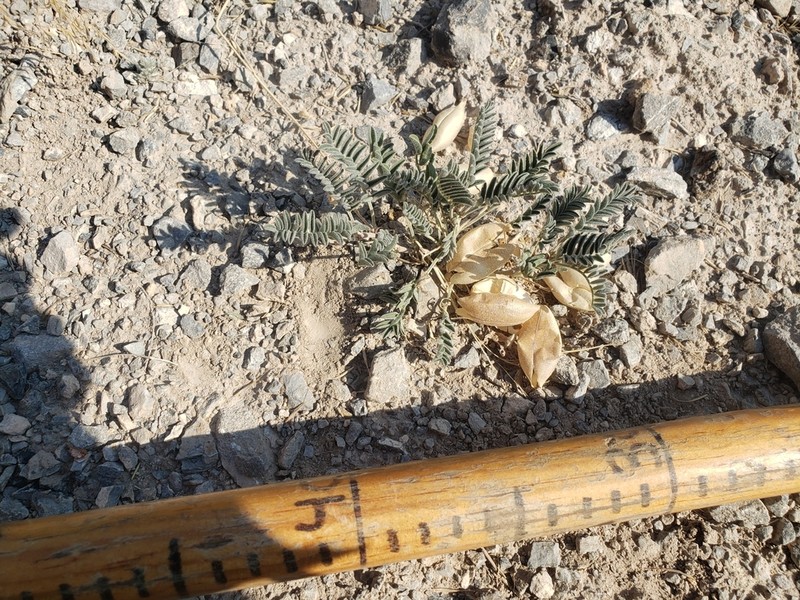Lemhi Milkvetch photo 3