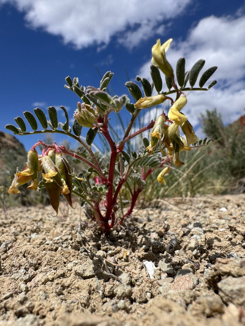 Lemhi Milkvetch photo 4