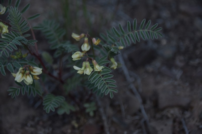 Lemhi Milkvetch photo 5
