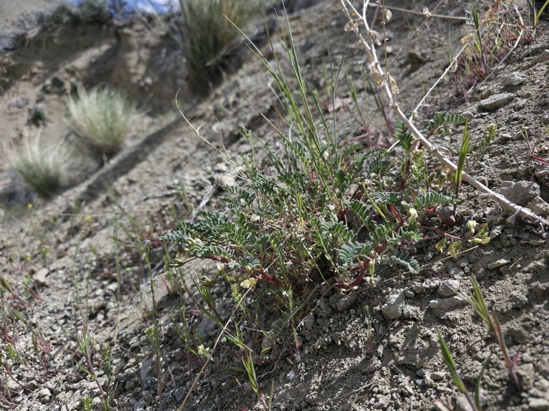 Lemhi Milkvetch photo 6