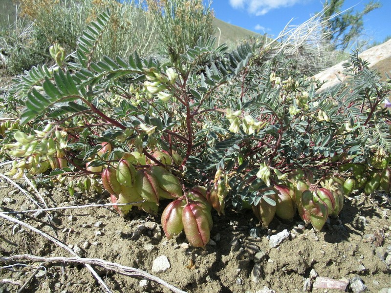 Lemhi Milkvetch photo 7