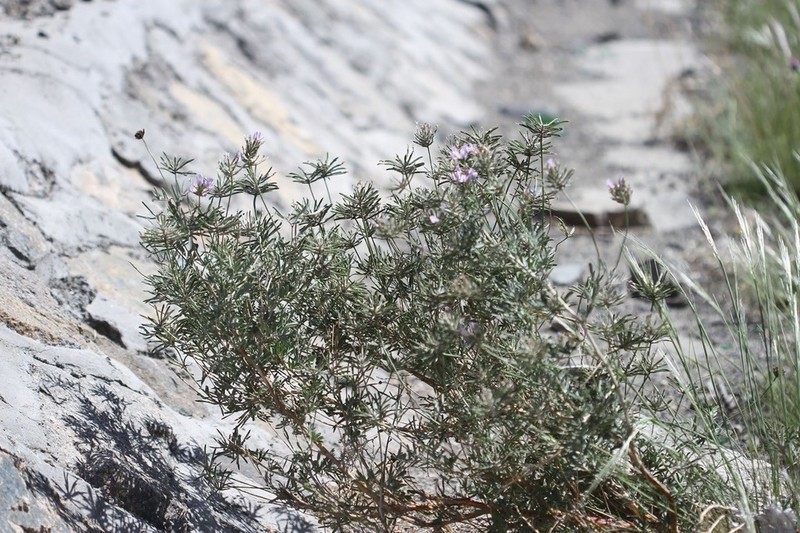 Astragalus arbuscula photo 3
