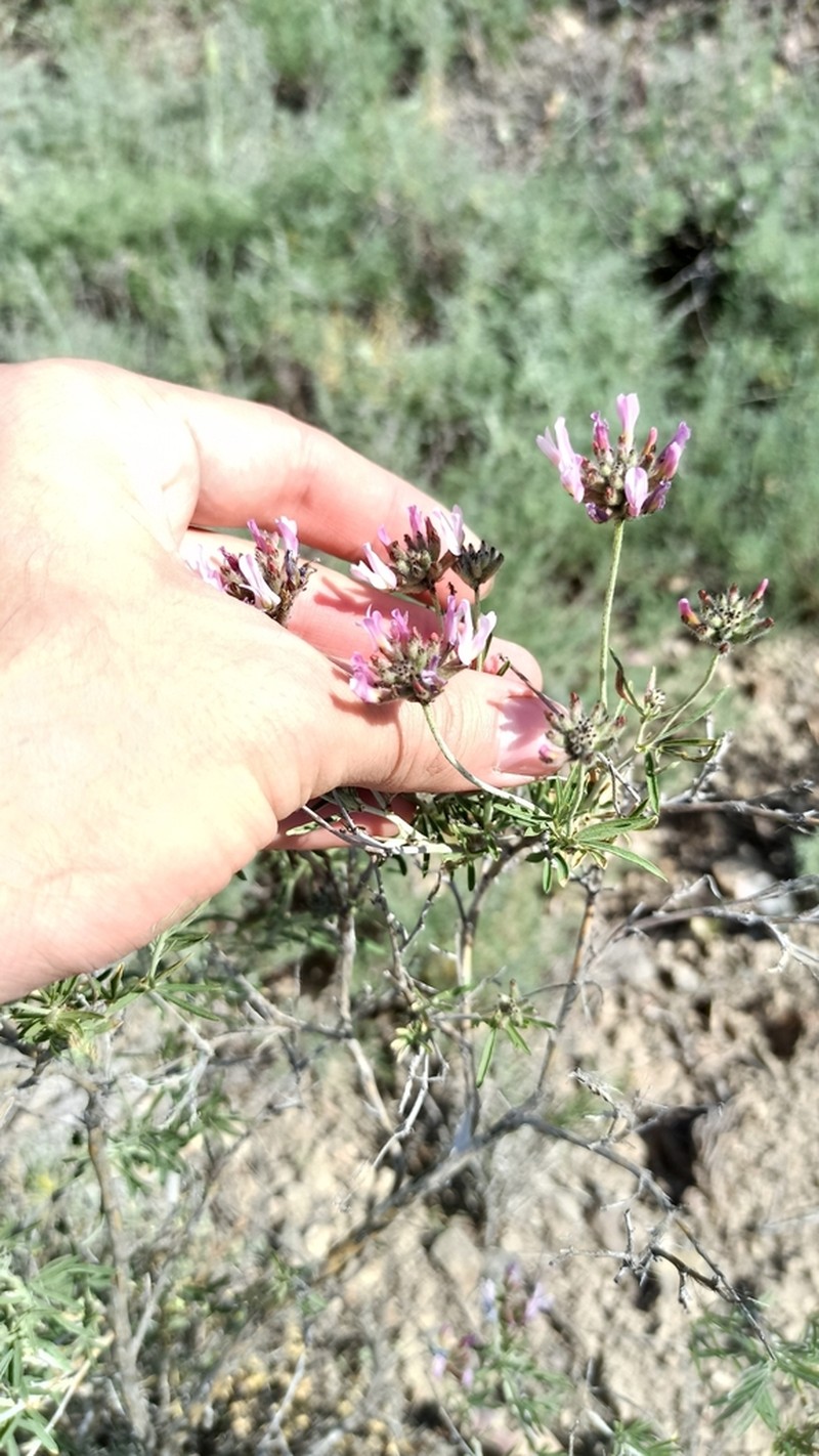 Astragalus arbuscula photo 4