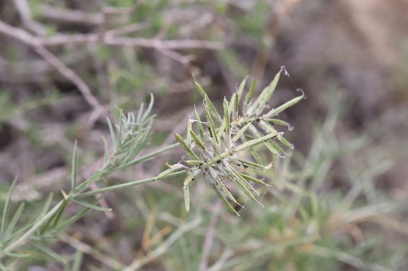 Astragalus arbuscula photo 5
