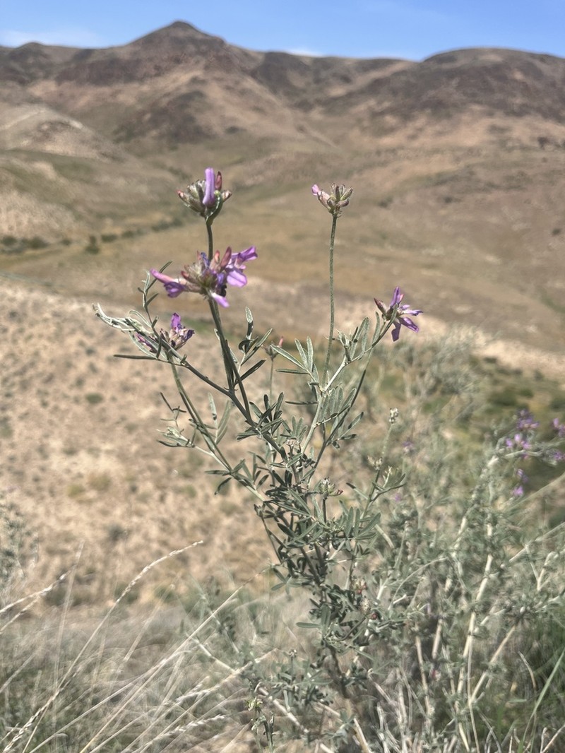 Astragalus arbuscula photo 6
