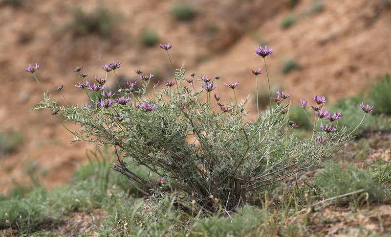 Astragalus arbuscula photo 7