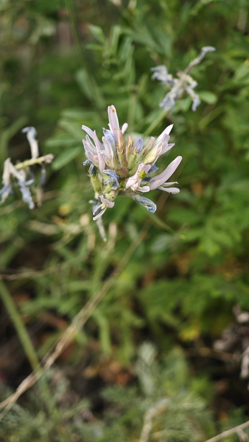 Astragalus arbuscula photo 8