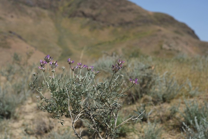 Astragalus arbuscula