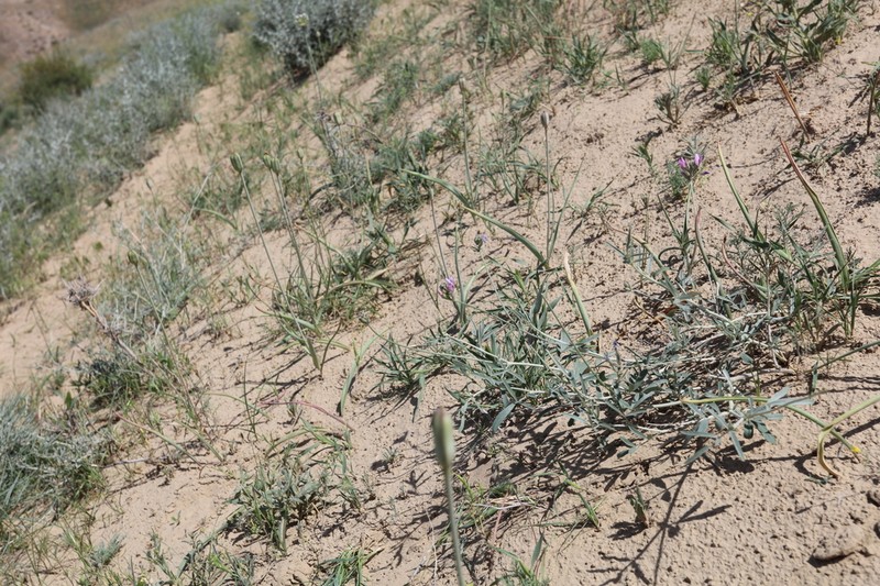 Astragalus arbuscula photo 2