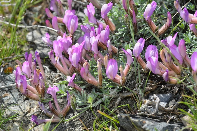 Astragalus arcuatus photo 2