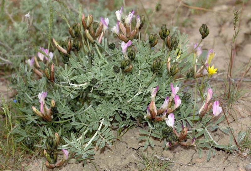 Astragalus arcuatus photo 3