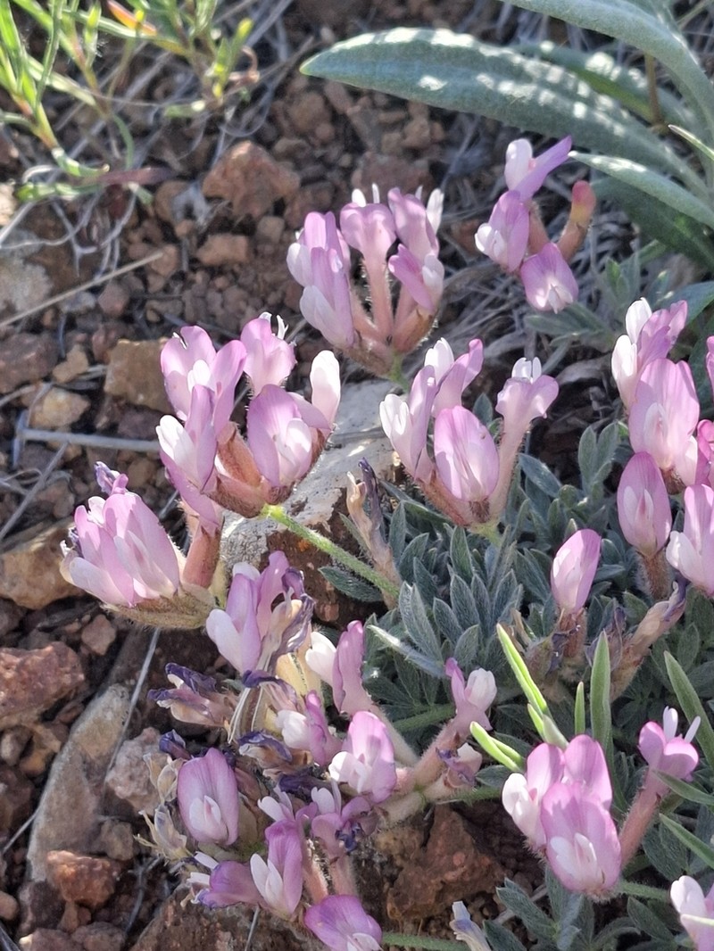 Astragalus arcuatus photo 4