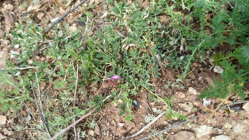 Astragalus arcuatus photo 5