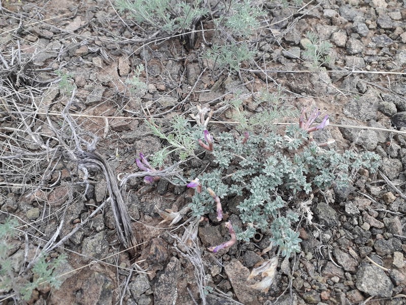 Astragalus arcuatus photo 7