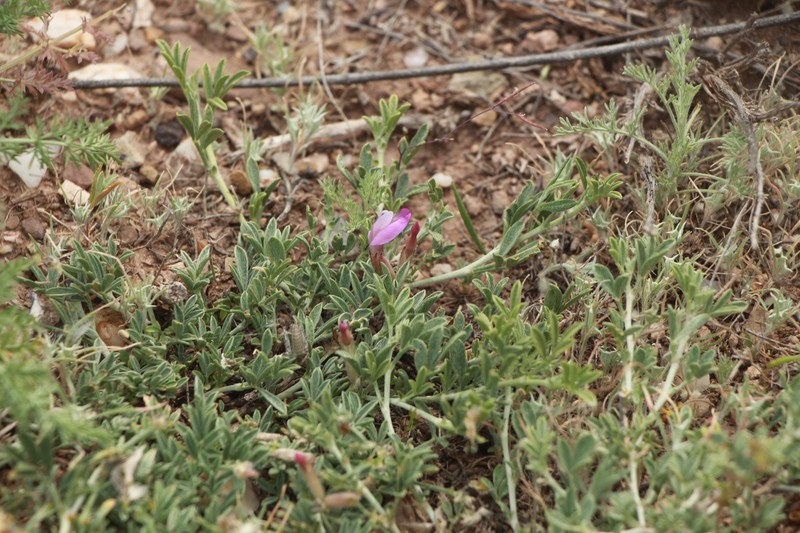 Astragalus arcuatus photo 8