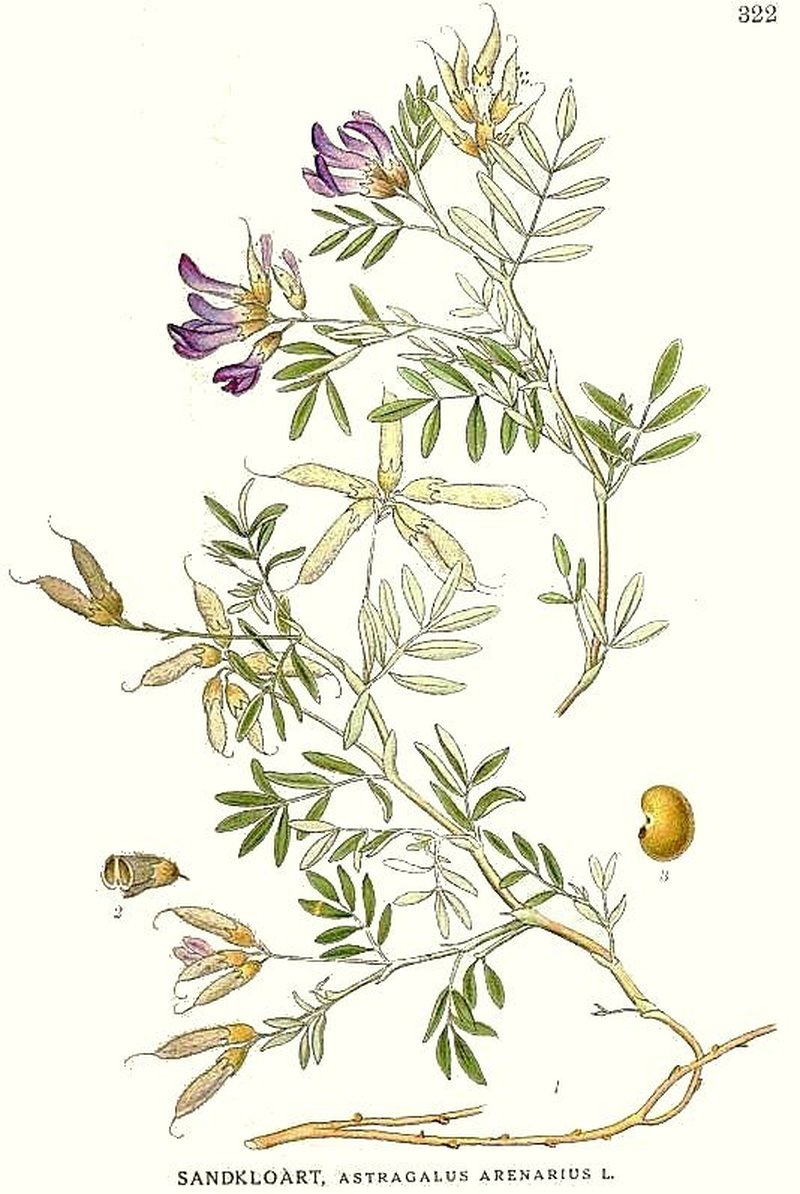 Astragalus arenarius photo 2