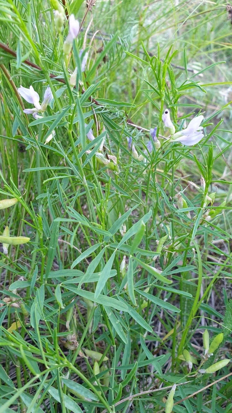 Astragalus arenarius photo 4