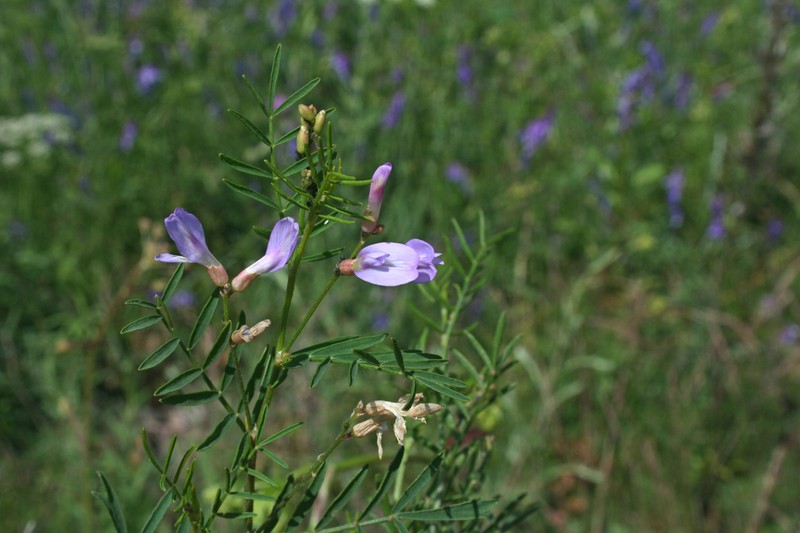Astragalus arenarius photo 5
