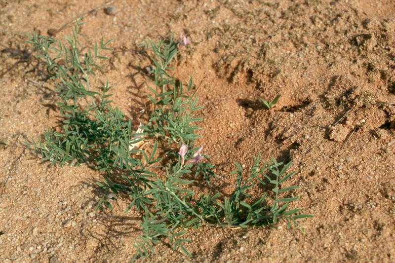 Astragalus arenarius photo 6
