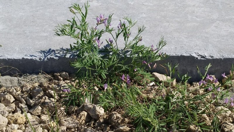 Astragalus arenarius photo 7