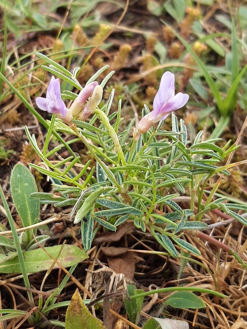 Astragalus arenarius photo 3