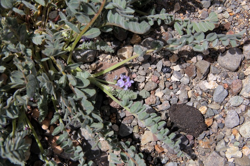 Astragalus arequipensis photo 2